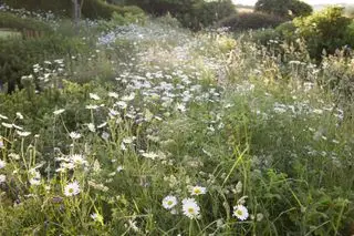 villblomsteng