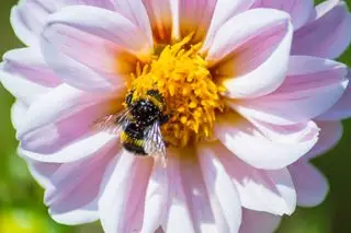 humle på rosa dahliablomst