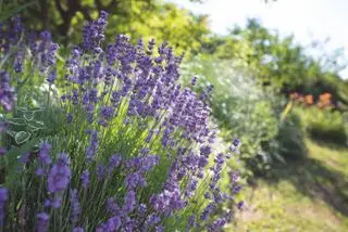 Lavendel