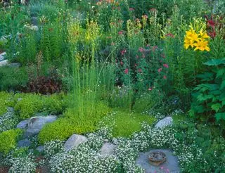 sommerhage med en grensende sti og blomstrende mark dekker liljer og penstemon