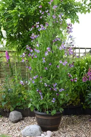 Hyttehageplanting