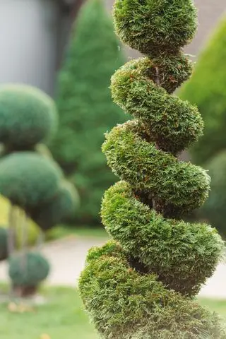 parque con arbustos, topiatries de thujas en forma sinuosa y césped verde