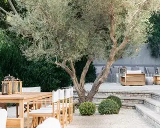 Jardín de grava con olivo.