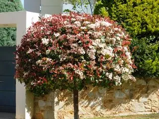 Un árbol de petirrojo rojo de Photinia fraseri con hojas rojas y verdes y flores blancas