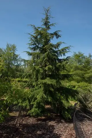 Coníferas de hoja perenne, cicuta occidental o abeto de cicuta occidental (Tsuga heterophylla)