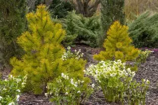 Un jardín de primavera con flores blancas de eléboro y Pinus contorta