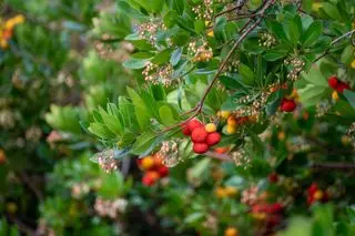 Frutas y flores maduras y coloridas de Arbutus unedo, madroño, arbusto perenne o árbol pequeño de la familia