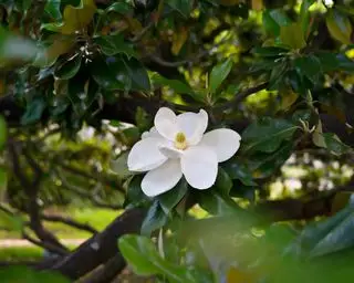 Una flor blanca de magnolia grandiflora en Texas
