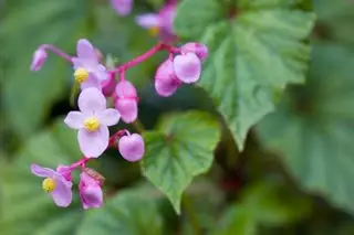 resistente begonia grandis subespecie evansiana