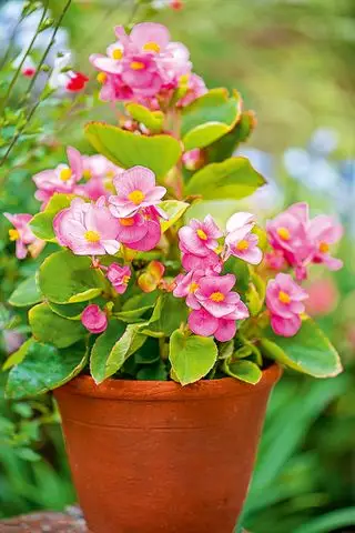 Begonia de flores de cera rosa en una maceta de terracota