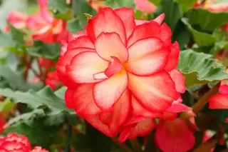 Begonia de doble flor Majestic Sunburst