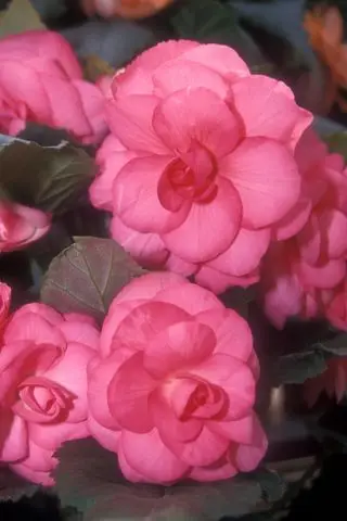 Rosa brillante Elaine Tartellin flores de begonia tuberosa de doble flor