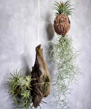 Como regar uma planta aérea – os melhores métodos a usar e com que frequência