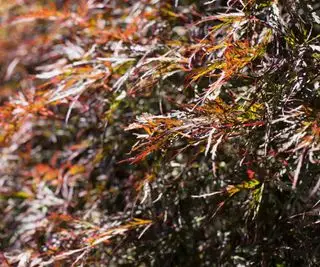 Acer palmatum var. seziert