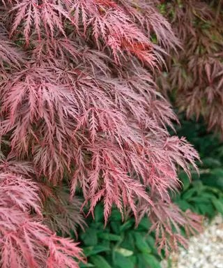 Acer palmatum Crimson Queen