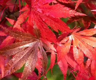 rote Acer-Blätter