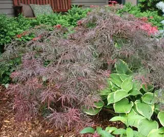Samt Wikinger Acer
