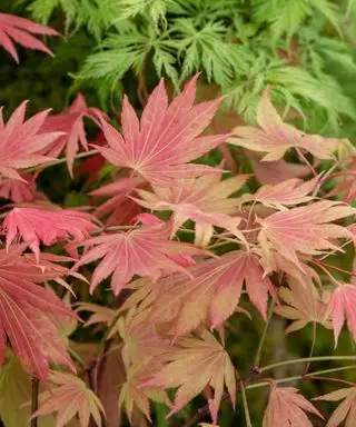 Acer Shirasawanum „Moonrise“