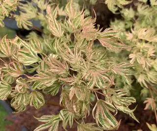 Nahaufnahme von Acer palmatum higasayama