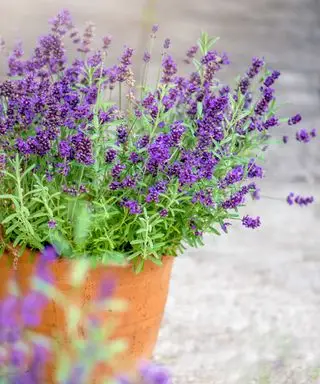 Lavendel in einem Topf
