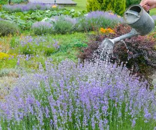 Lavendel mit einer Dose gießen