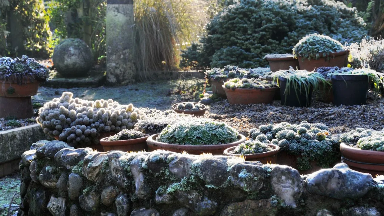 霜のコンテナガーデン' loading='lazy' title=