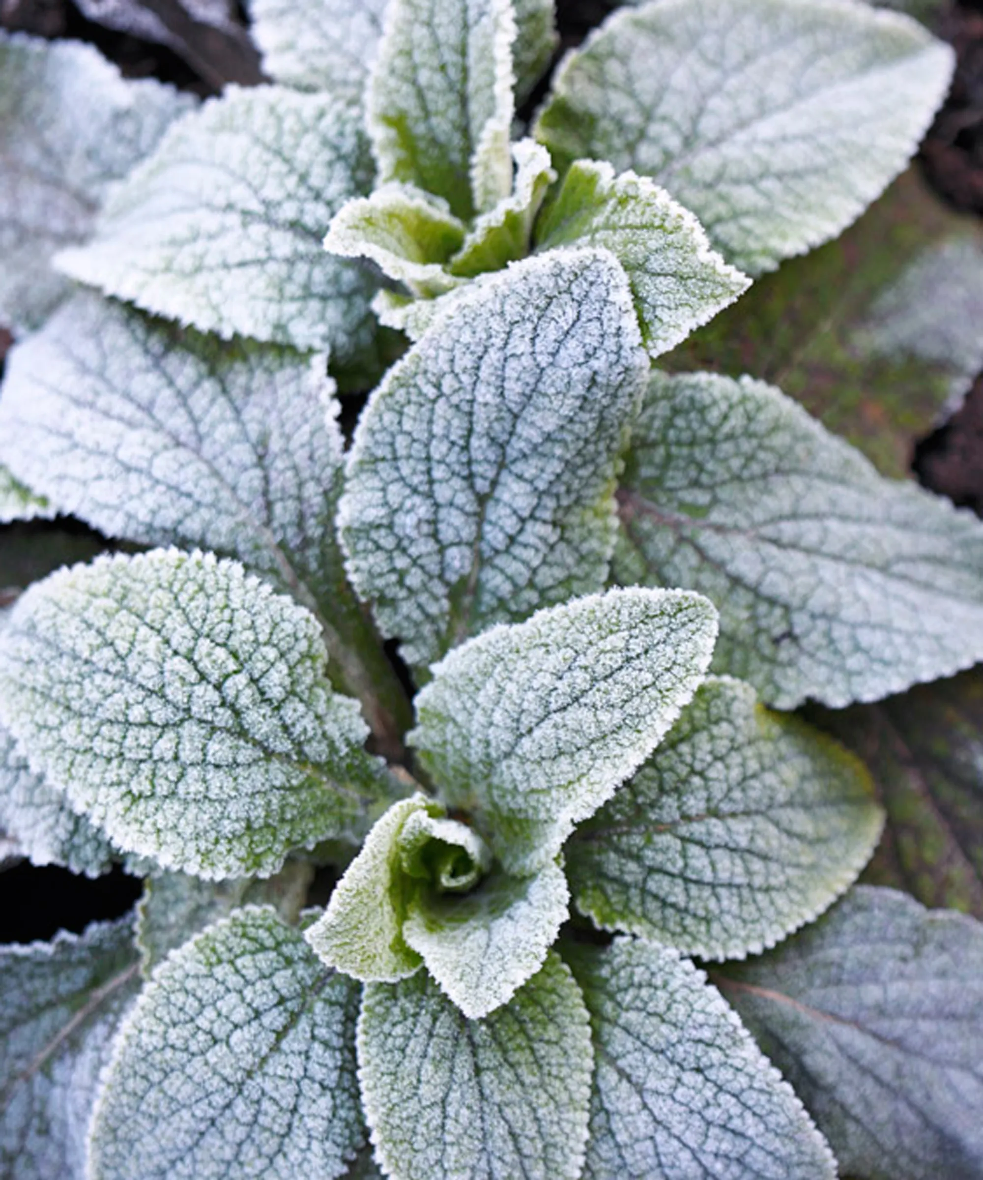 遅霜から植物を守る' loading='lazy' title=