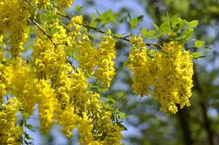 flores de laburno