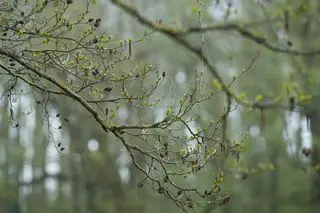 Alnus glutinosa, el aliso común con amentos y piñas