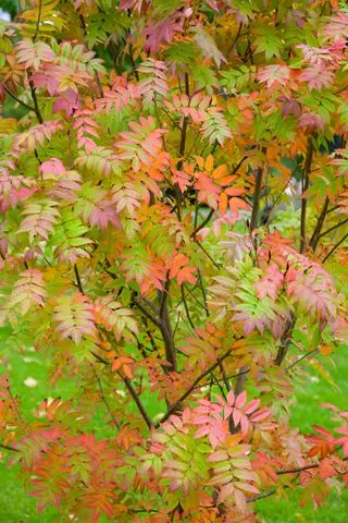 Sorbus commixta o serbal japonés