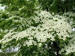 Cornus Kousa o Cornejo japonés