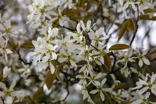Flores blancas de Juneberry (Amelanchier × lamarckii) en primavera