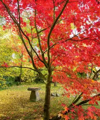 El arce japonés, Acer palmatum 'Osakazuki