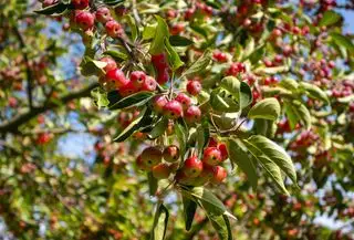 fruta de manzana de cangrejo
