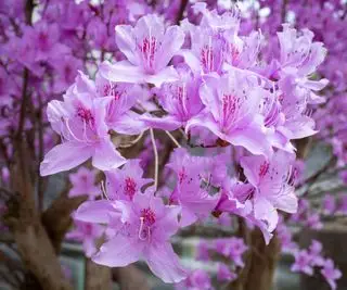Lilla asalea i blomst