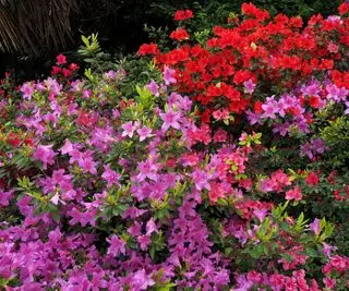 Rosa og røde asalea i blomst