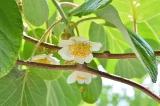 Lindo kiwi florescendo e flor branca com folhas verdes