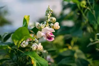 close de fragrância de vigna caracalla e flor de caracol e selluka