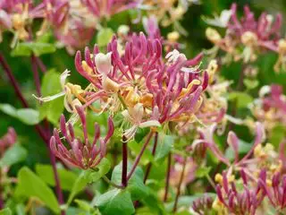 flores de madressilva