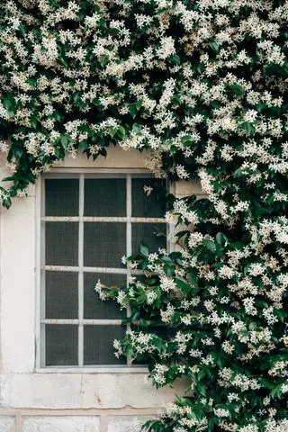 Jasmim com pequenas flores brancas perto de uma janela com grade de metal