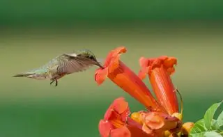 Uma fêmea de beija-flor de garganta rubi pairando sobre uma flor de trombeta enquanto bebe néctar.