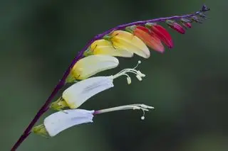 Videira de fogos de artifício - Ipomoea lobata, flores com pétalas vermelhas, amarelas e brancas