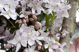 Viti da fiore a crescita rapida: 10 idee per altezza e colore