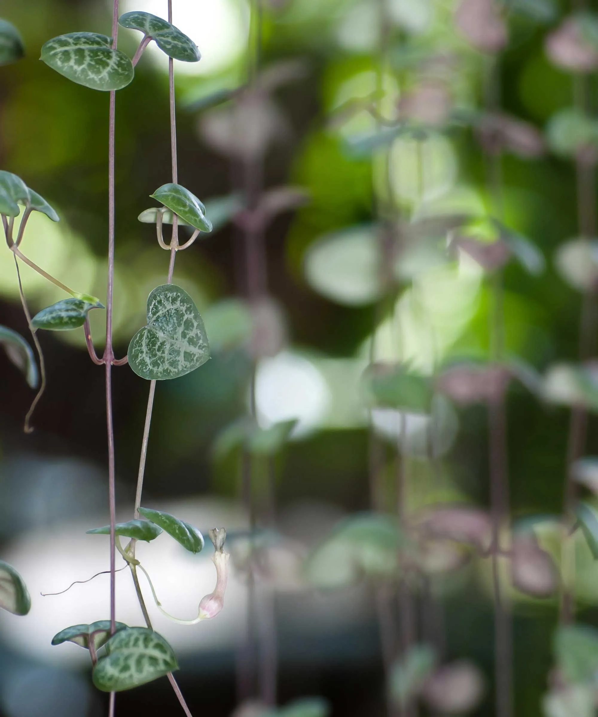 filo di foglie di cuori' loading='lazy' title=