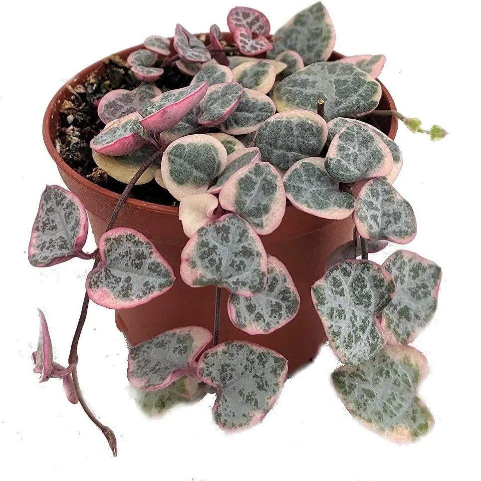 Vite del rosario Pearl Moon - Ceropegia Woodii Pretty Pk - Stringa di cuori - Vaso da 2,5' loading='lazy' title=