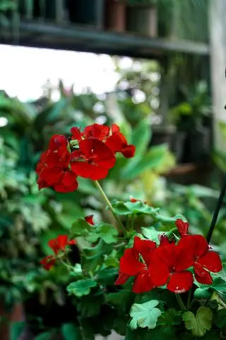 Sådan deadheader pelargonier - og hvorfor pelargonieblade bliver gule