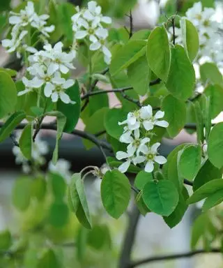 Amelanchier laevis