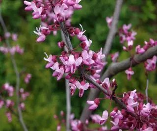 rødknopp blomst