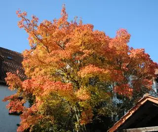 Acer ginnala (Amur-lønn) om høsten