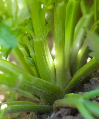 Como cultivar aipo – para uma colheita abundante em casa